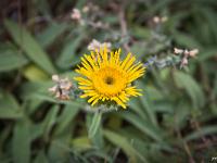 Fleurs Printemps 2015 Part II  Inule des Monagnes