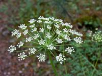 Fleurs Printemps 2015 Part II  Lazer à Larges Feuilles