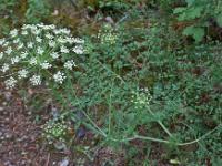 Fleurs Printemps 2015 Part II  Lazer à Larges Feuilles
