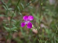 Fleurs Printemps 2015 Part II  Oeillet Virginal