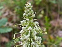 Fleurs Printemps 2015 Part II  Orchis en graines