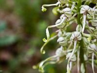 Fleurs Printemps 2015 Part II  Orchis en graines