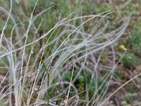 Fleurs Printemps 2015 Part II  Stipe pénné