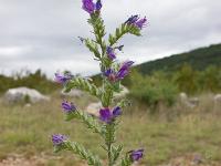 Fleurs Printemps 2015 Part II  Vipérine Commune