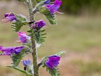 Fleurs Printemps 2015 Part II  Vipérine Commune