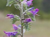 Fleurs Printemps 2015 Part II  Vipérine Commune