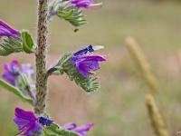 Fleurs Printemps 2015 Part II  Vipérine Commune