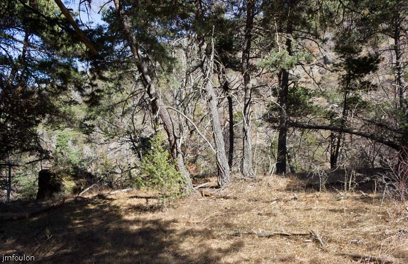 ravin-piche-29web.jpg - Nous redescendons maintenant à trevers bois à l'ubac du ravin de Piche sur environ 600 m