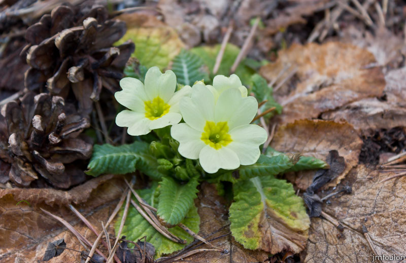 ravin-piche-31web.jpg - Premières primevères !