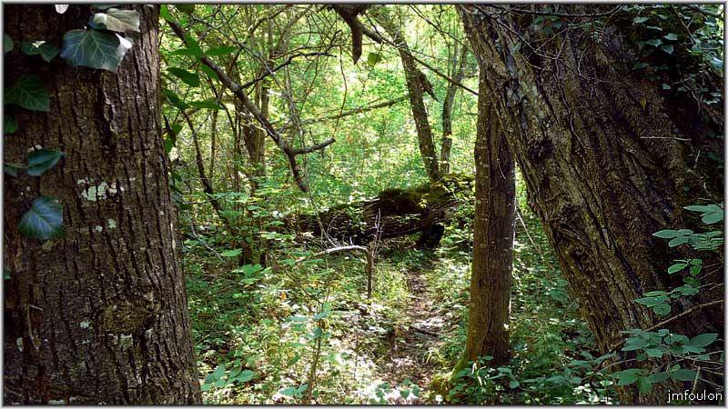 sasse-chateau-05web.jpg - Dans les bois de la rive droite du Sasse