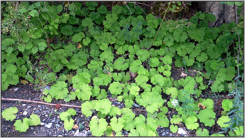 sasse-chateau-09web.jpg - Végétation sur la rive