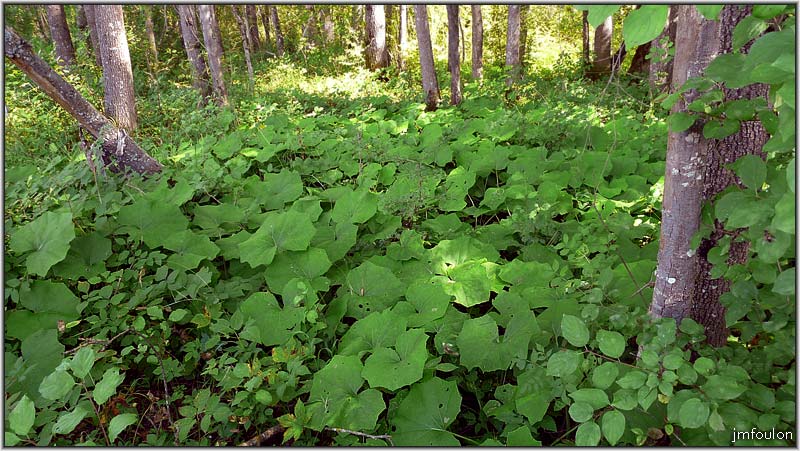 sasse-nibles-01web.jpg - Végétation rive droite entre Châteaufort et Nibles