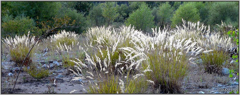 sasse-nibles-29web.jpg - Bosquet de graminés dans la vase