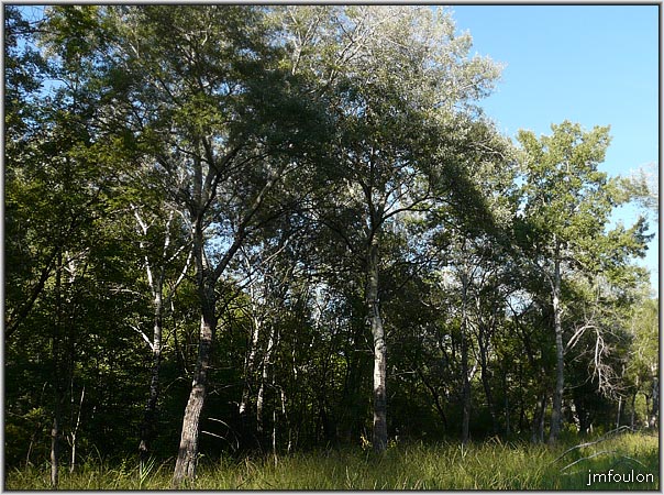 sasse-27web.jpg - Végétation typique des rives du Sasse