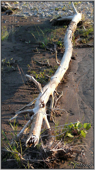 sasse-55web.jpg - Bois flotté échoué