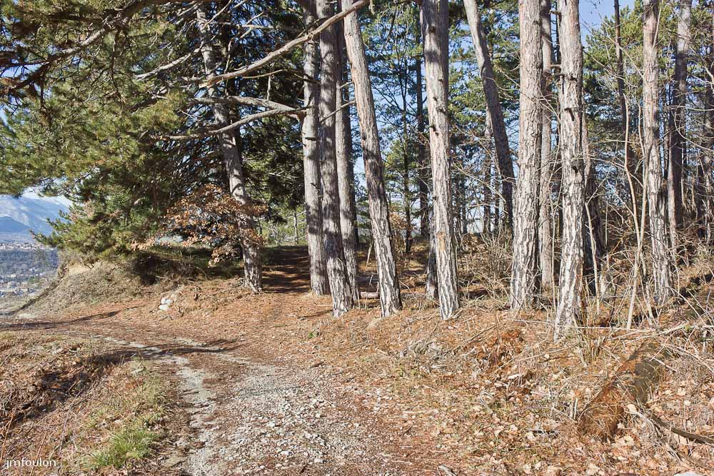 tr-baume-024-2.jpg - Bosquet de pins en bordure de l'ancienne route d'Entrepierre