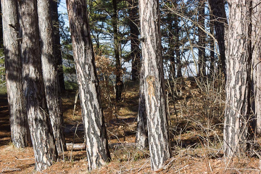 tr-baume-025-2.jpg - Troncs de pins