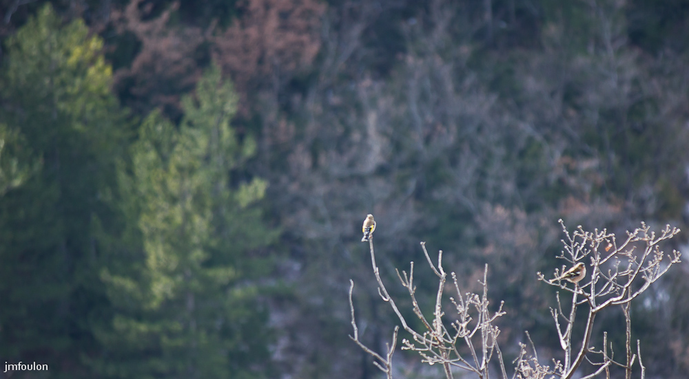 tr-baume-038-2.jpg - Oiseaux à plumes jaunes (?)