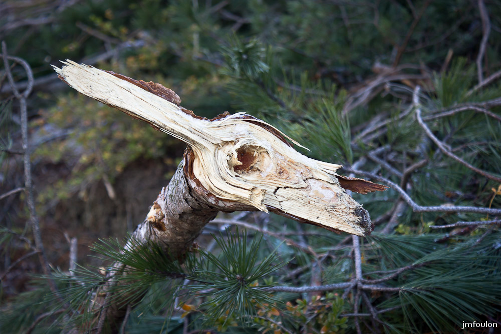 tr-baume-039-2.jpg - Une branche cassée semble me regarder !