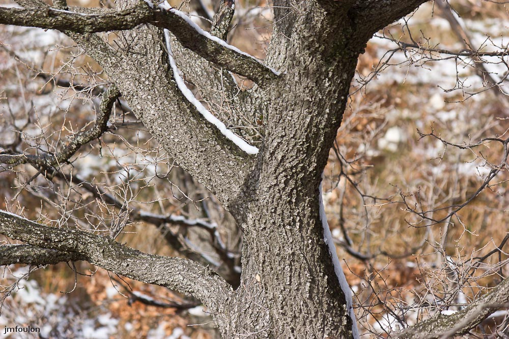 tr-baume-043-2.jpg - Chêne blanc