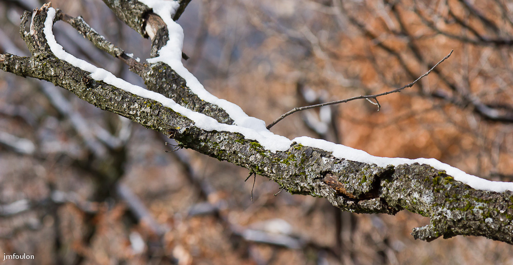 tr-baume-044-2.jpg - Branche de chêne blanc et sa petite couche de neige ...