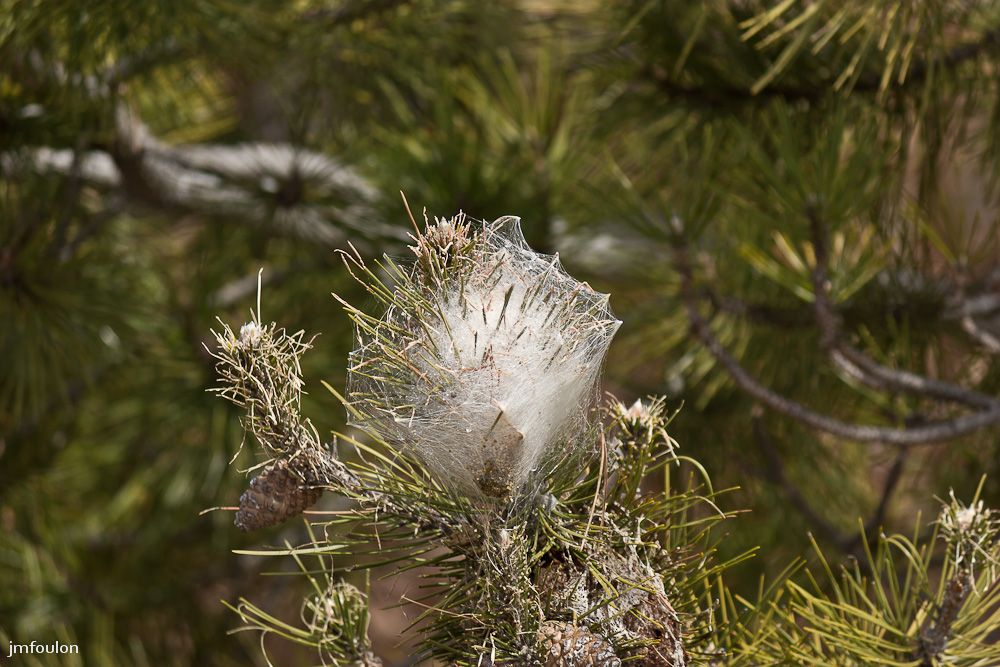 tr-baume-045-2.jpg - Nid de chenilles processionnaires