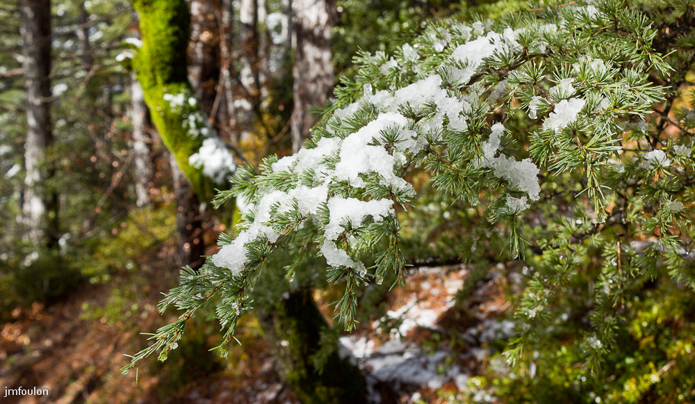 tr-baume-064-2.jpg - Neige sur une branche de cèdre