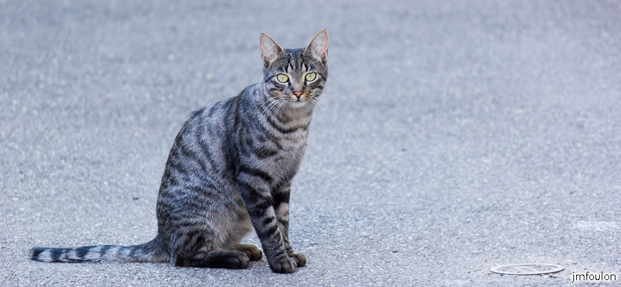 chat-002.jpg - Chat quartier de La Coste