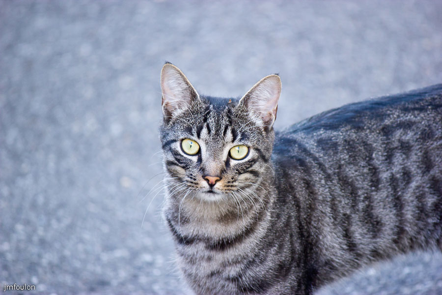 chat-003.jpg - Chat quartier de La Coste