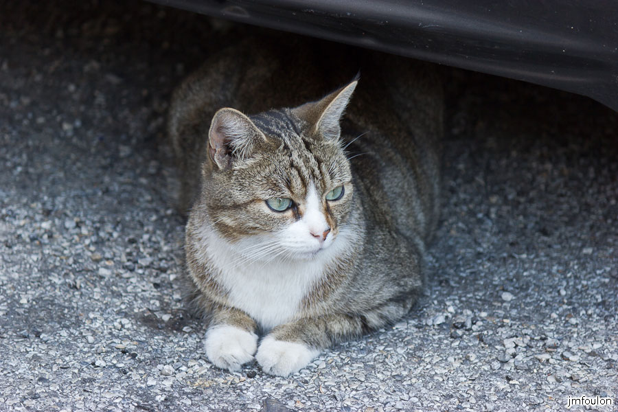 chat-004.jpg - Chat quartier de La Coste