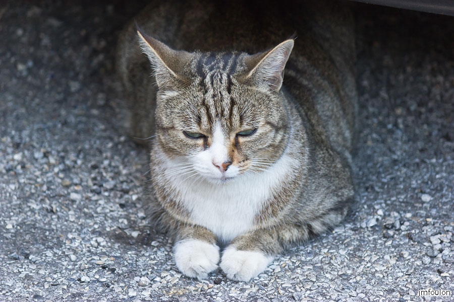 chat-005.jpg - Chat quartier de La Coste