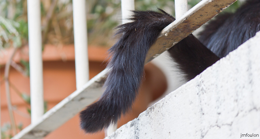 chat-006.jpg - Queue d'un chat sur un balcon quartier de La Coste