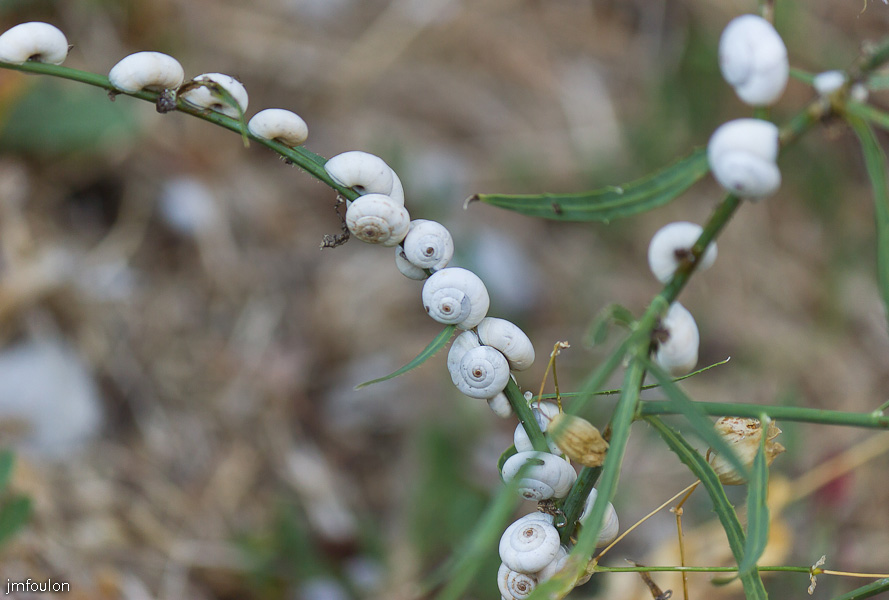 escargots-01.jpg - Quartier de La Coste - Petits escargots blanc sous les cèdres de la citadelle