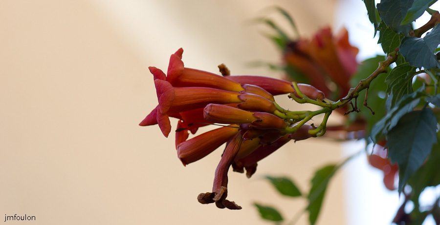 fleur-001.jpg - Quartier de La Coste - Fleurs de Bignone