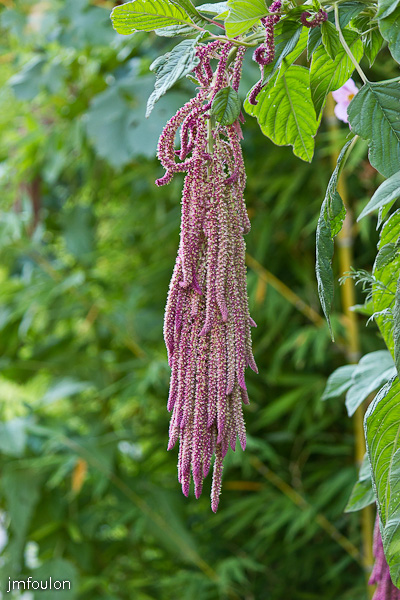 fleur-002.jpg - Quartier de La Coste - Curieuse plante au grappes pourpres