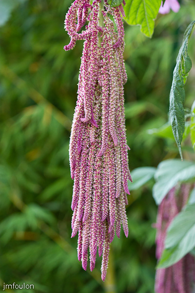 fleur-003.jpg - Quartier de La Coste - Curieuse plante au grappes pourpres
