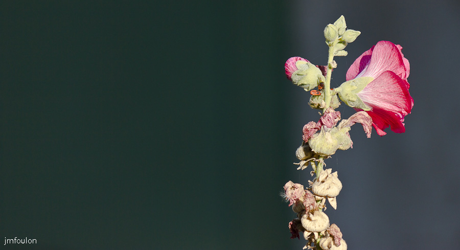 fleur-004.jpg - Quartier de La Coste - Roses Tremières