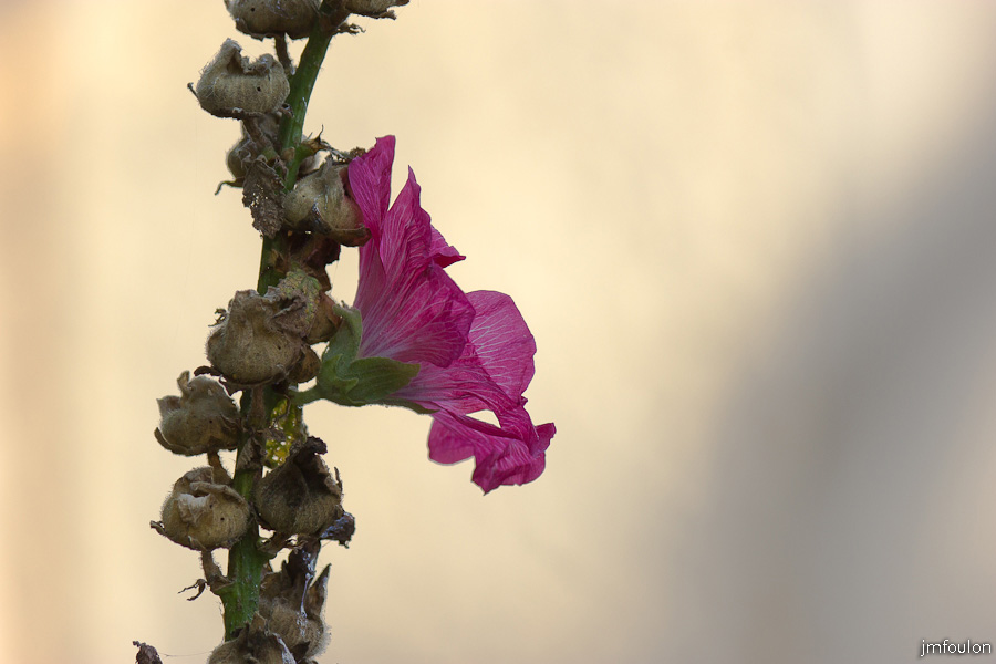 fleur-005.jpg - Quartier de La Coste - Roses Tremières