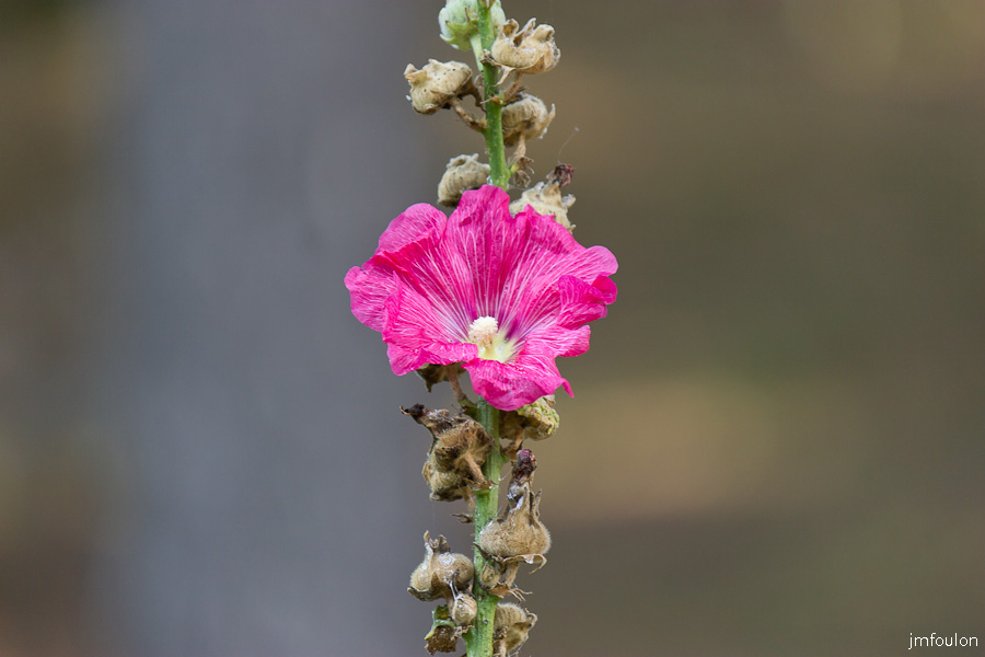 fleur-006.jpg - Quartier de La Coste - Roses Tremières