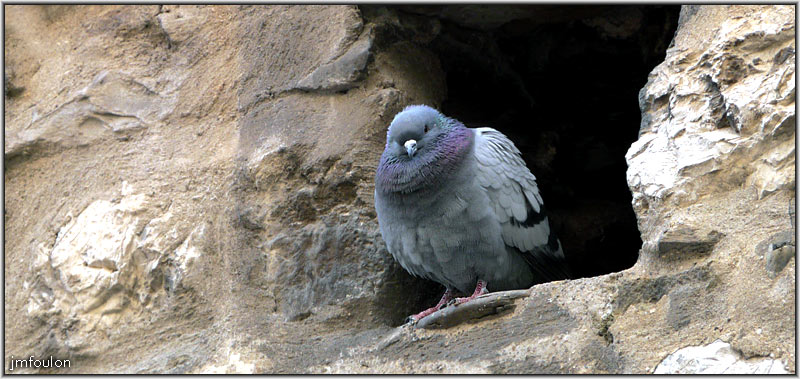 rue-porte-sauve-04web.jpg - Rue Porte Sauve - Pigeon curieux !