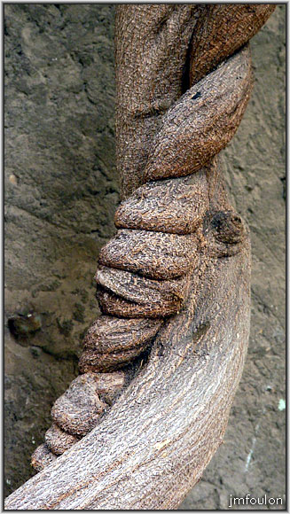 rue-porte-sauve-13web.jpg - Rue Porte Sauve - Tronc de glicine