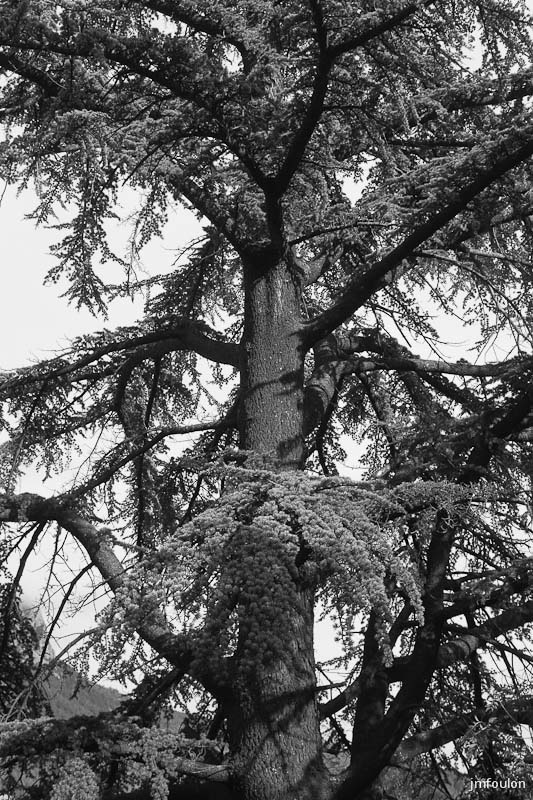 sisteron_n-b-009web.jpg - Cèdre au Sud de la citadelle.