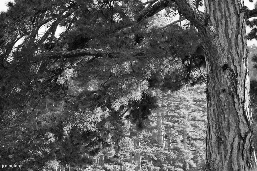 sisteron_n-b-022web.jpg - Sous les cèdres de la citadelle.