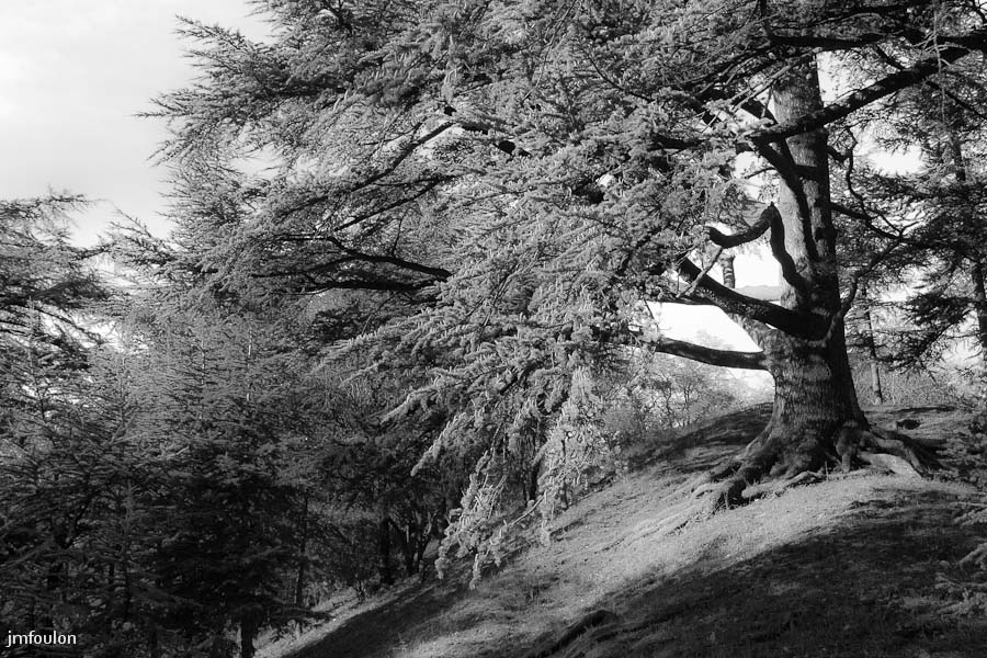 sisteron_n-b-036web.jpg - Cèdre au pied de la citadelle.