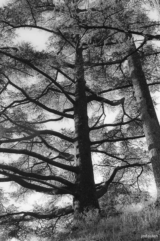 sisteron_n-b-037web.jpg - Cèdre au pied de la citadelle.