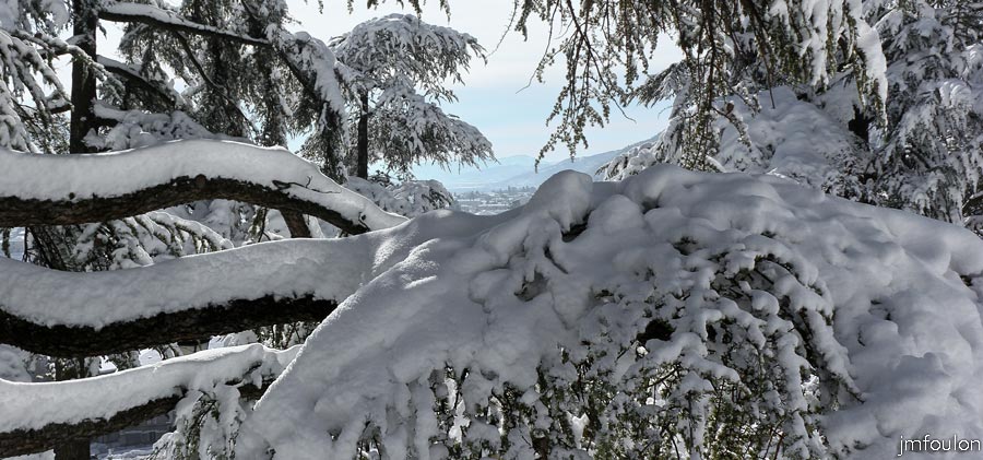 sist-neige-12_02-09.jpg - Au travers des Cèdres enneigés de la Citadelle