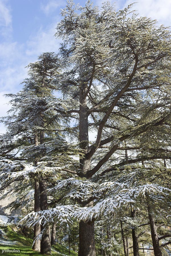 sist-21-11-13-013.jpg - Cèdre au Sud de la Citadelle