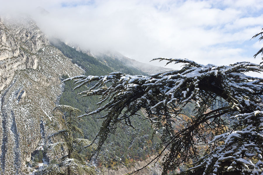 sist-21-11-13-016.jpg - Adret de la Baume et branches de cèdre