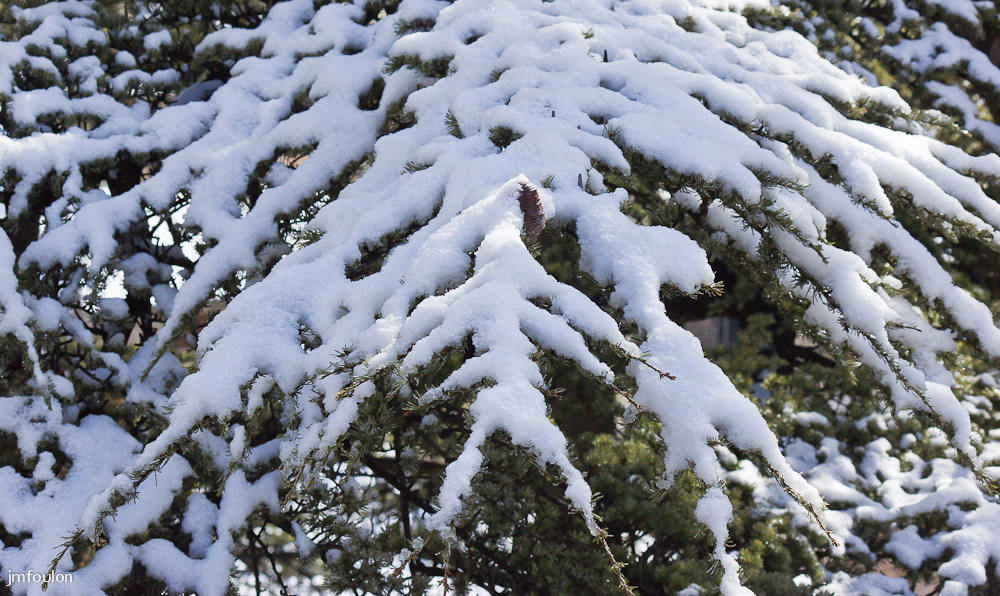 sist-21-11-13-019.jpg - Neige sur les branches d'un cèdre