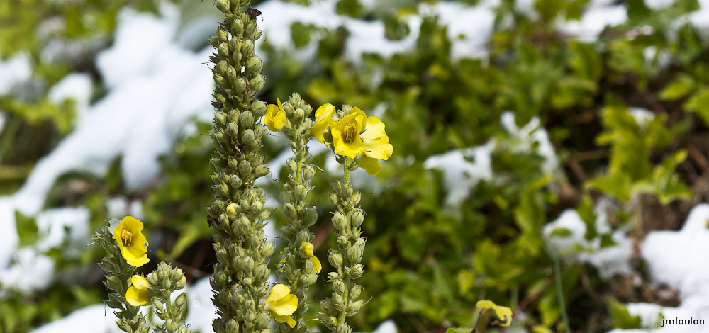 sist-21-11-13-029.jpg - Boulon blanc à l'Ouest de la citadelle donnant encore quelques fleurs